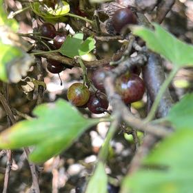 Photo of the plant species Muscadine Grape by @DarlingNoni named Delilah on Greg, the plant care app