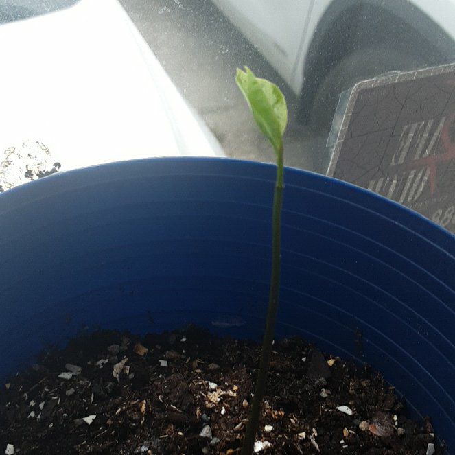 Photo of the plant species Guanabana by @NoblyJubaea79 named Bella on Greg, the plant care app