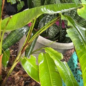 Photo of the plant species Red Palulu by @HunkyPinoak65 named Treeyoncé on Greg, the plant care app
