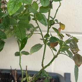 Photo of the plant species Multiflora Rose by @HunkyPinoak65 named Sonora on Greg, the plant care app