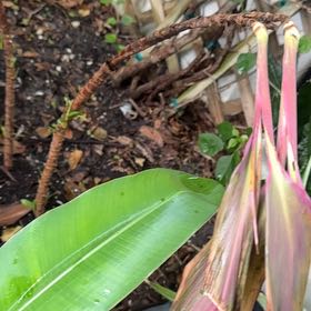 Photo of the plant species Parrot's Plantain by @HunkyPinoak65 named Ronaldo on Greg, the plant care app