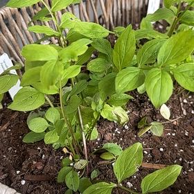 Photo of the plant species Spreading Jacob's Ladder by @HolyRadish41 named Sproutacus on Greg, the plant care app