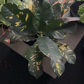 Photo of the plant species Magnificent Croton by @QuietKamahi13 named Zeus on Greg, the plant care app