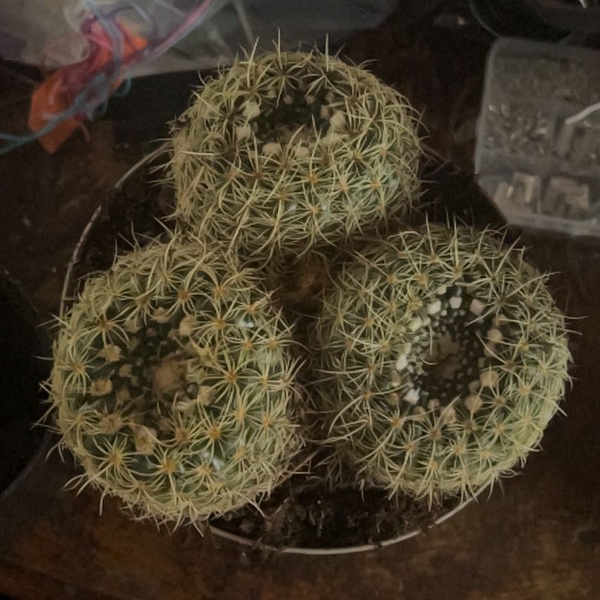 Photo of the plant species Notocactus elegans by @AgileTreeechium named Frank on Greg, the plant care app