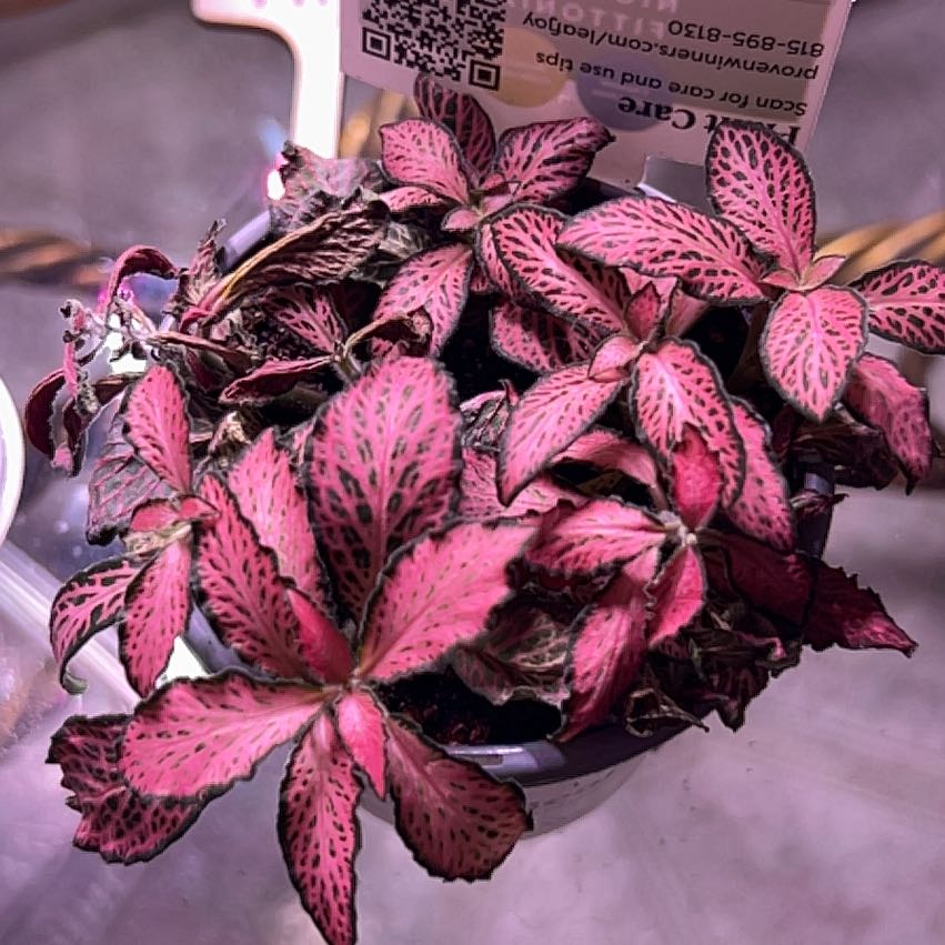 Photo of the plant species Dont Know by @UberWodyetia27 named Bodhi on Greg, the plant care app