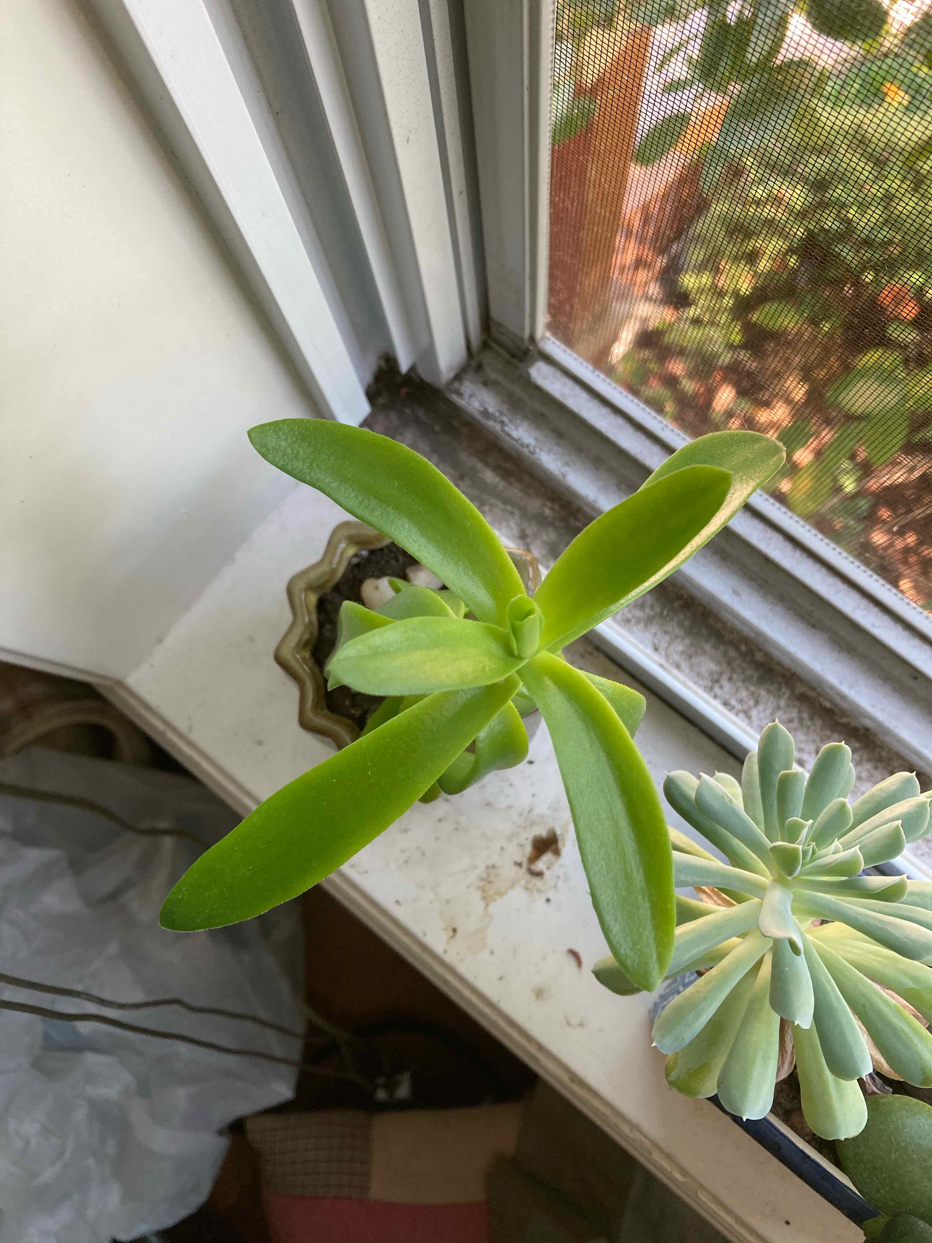 Crassula capitella 'Campfire' plant on a windowsill with another succulent nearby.