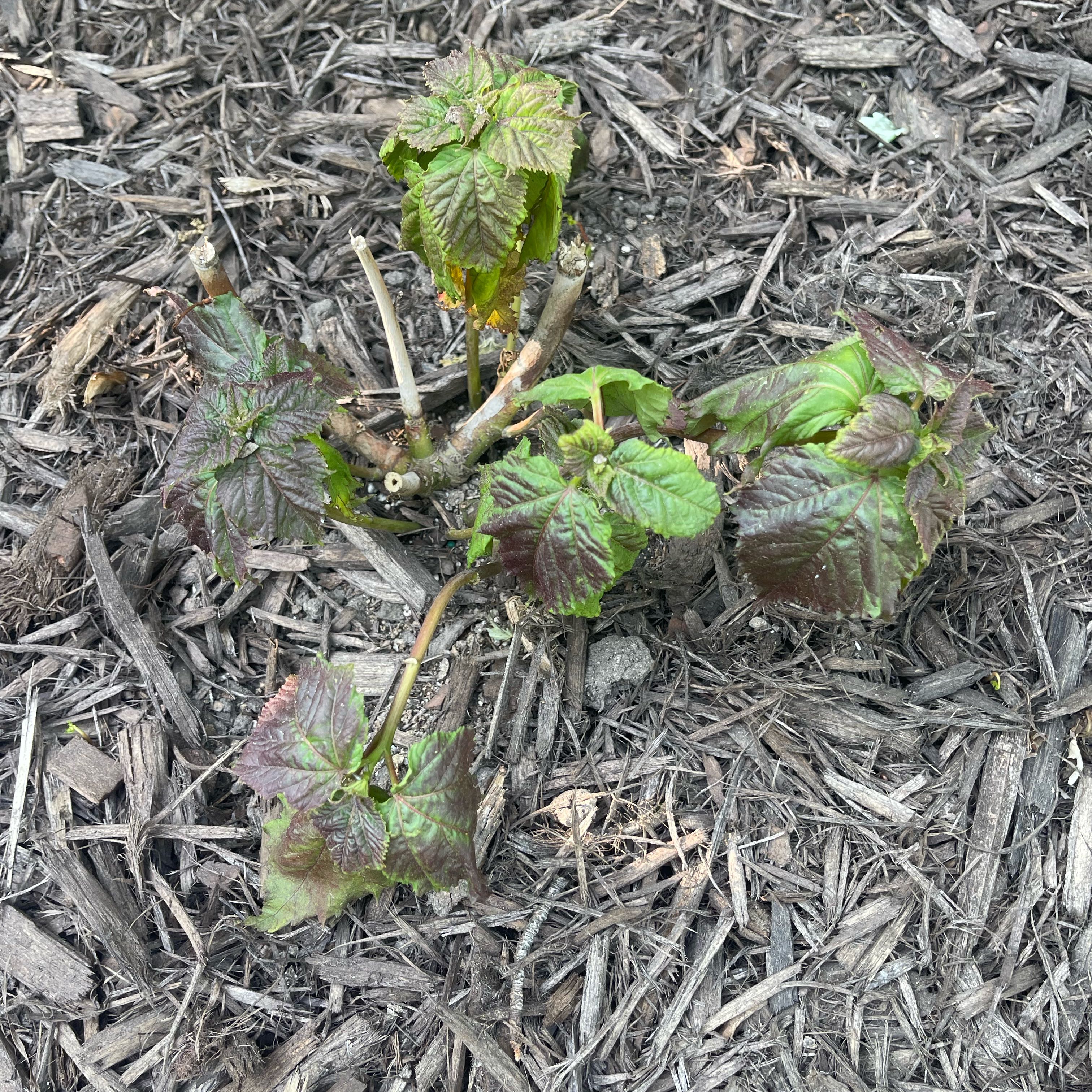 Photo of the plant species Swamp Rose Mallow by @ModestPilea74 named Elle on Greg, the plant care app