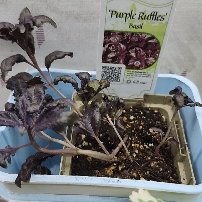 Photo of the plant species Basil 'Purple Ruffles' by @RadTorgrass49 named Austen on Greg, the plant care app
