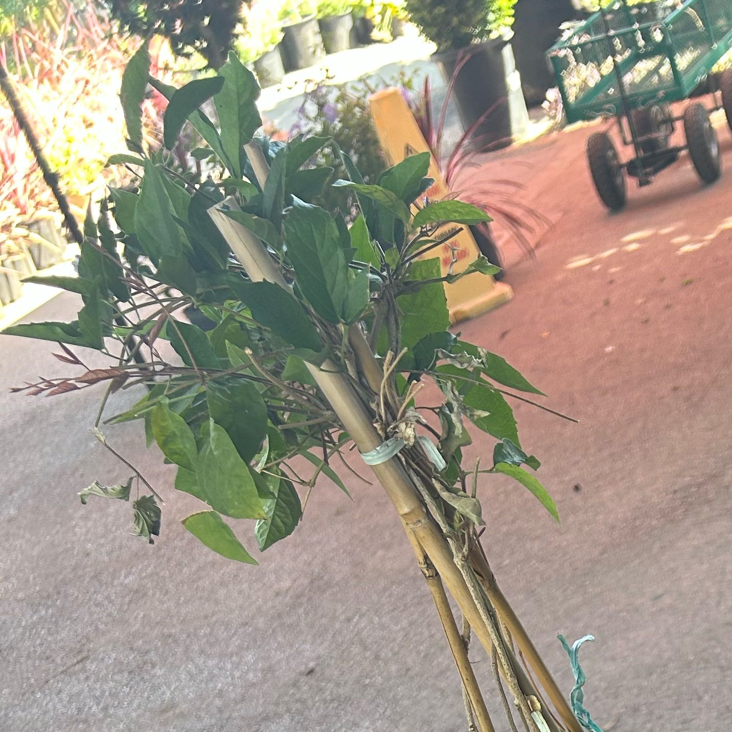 Photo of the plant species Catclaw Vine by @FierySquash97 named Harper on Greg, the plant care app