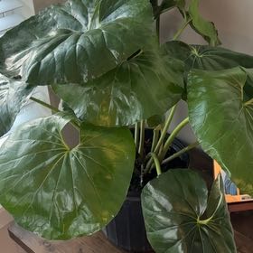 Photo of the plant species Leopard Plant by @marimaya named Leo on Greg, the plant care app