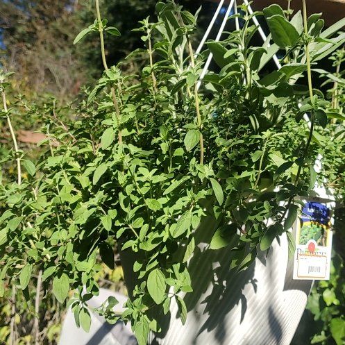 Photo of the plant species Greek Oregano by @ComicFlaxsilk83 named Herbert on Greg, the plant care app