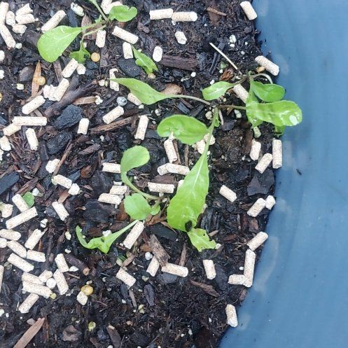 Photo of the plant species arugula by @ComicFlaxsilk83 named Morgan Treeman on Greg, the plant care app