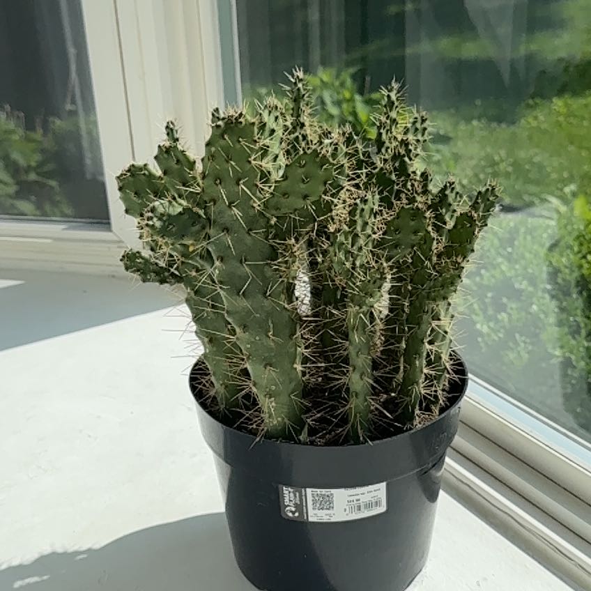 Photo of the plant species Consolea 'Slim Spiny' by @SubtlePomelo12 named Denali on Greg, the plant care app