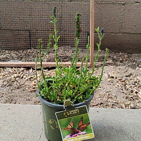 Photo of the plant species Veronica longifolia subsp. longifolia by @InvitingOmnom45 named Veronica on Greg, the plant care app