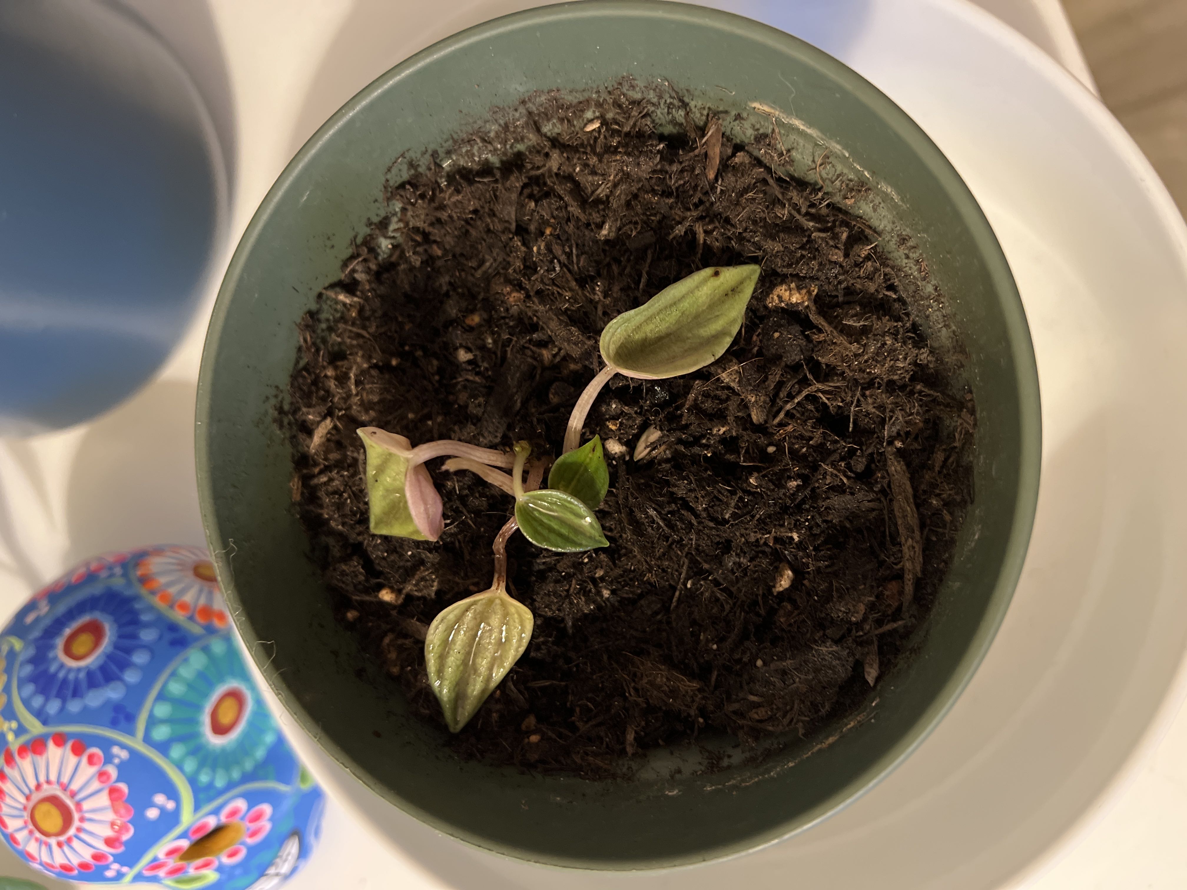 What happened to my Peperomia rugosa 😞