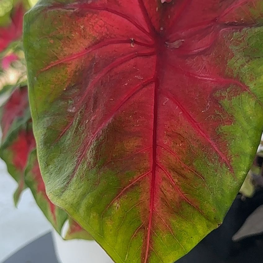 Photo of the plant species Caladium 'Bombshell' by @HolyAraceae28 named Doja Cat on Greg, the plant care app