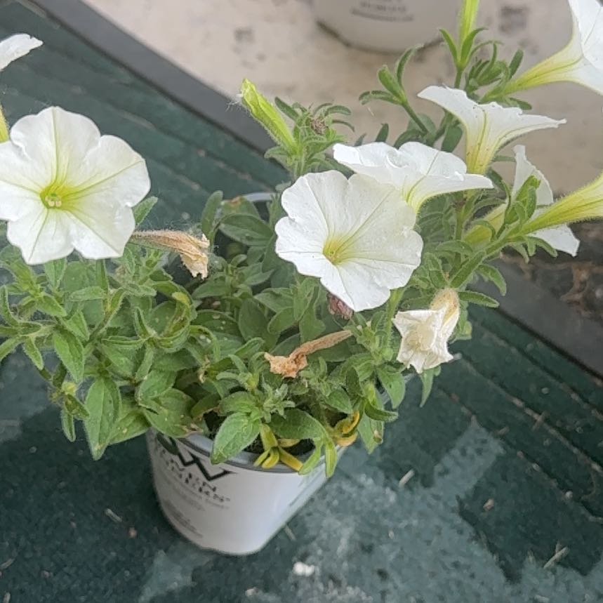 Photo of the plant species Petunia 'Supertunia Vista Snowdrift' by @InfiniteFantasy named Willow on Greg, the plant care app