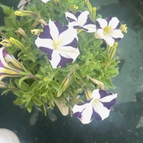 Photo of the plant species Petunia Amore® Purple by @InfiniteFantasy named Bruce Lee on Greg, the plant care app