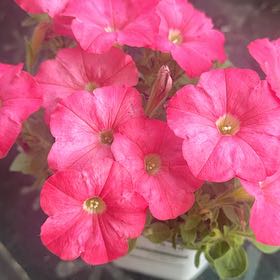 Photo of the plant species Supertunia Bermuda Beach Petunia by @InfiniteFantasy named Zeus on Greg, the plant care app