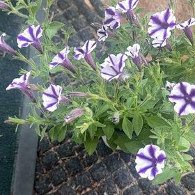 Photo of the plant species Supertunia Mini Vista Violet Star by @InfiniteFantasy named Xena on Greg, the plant care app