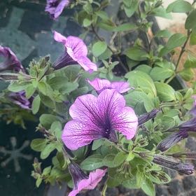 Photo of the plant species Petunia 'Supertunia Bordeaux' by @InfiniteFantasy named Forrest on Greg, the plant care app