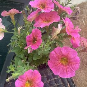 Photo of the plant species Petunia 'SuperCal Pink' by @InfiniteFantasy named Fernie Saunders on Greg, the plant care app