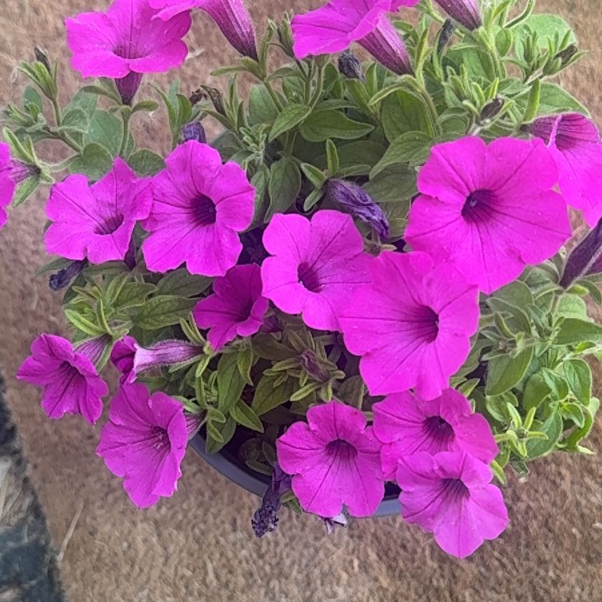 Photo of the plant species Petunia 'Supertunia Vista Jazzberry' by @InfiniteFantasy named Queen on Greg, the plant care app