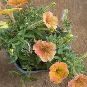 Photo of the plant species Petunia 'Supertunia Honey' by @InfiniteFantasy named Kylie on Greg, the plant care app