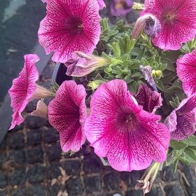 Photo of the plant species Petunia 'Capella Fuchsia Lace' by @InfiniteFantasy named Delilah on Greg, the plant care app