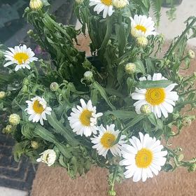 Photo of the plant species Shasta Daisy 'Western Star Leo' by @InfiniteFantasy named Lola on Greg, the plant care app