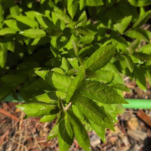 Photo of the plant species Carolina Allspice by @TopRuby70 named Orlando Bloom on Greg, the plant care app