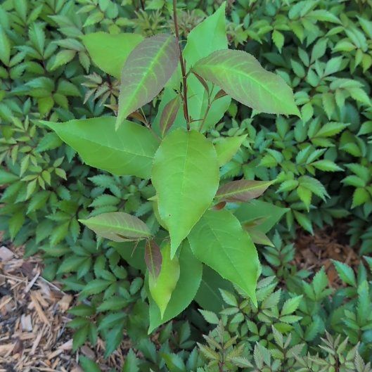 Photo of the plant species Black Chokecherry by @TopRuby70 named Sage on Greg, the plant care app