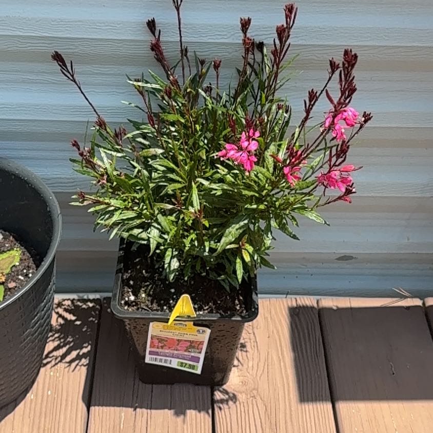 Photo of the plant species Gaura 'Belleza Dark Pink' by @SisterAjwain82 named Winston on Greg, the plant care app
