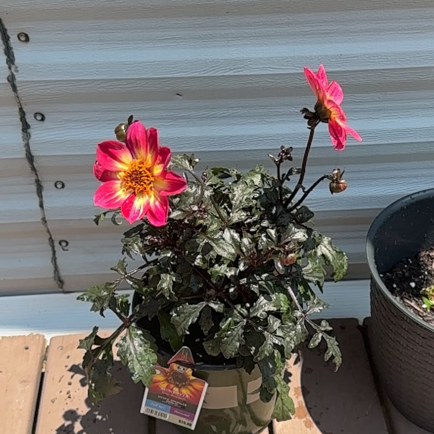 Photo of the plant species Dahlia 'Mystic Sparkler' by @SisterAjwain82 named Huckleberry Fern on Greg, the plant care app