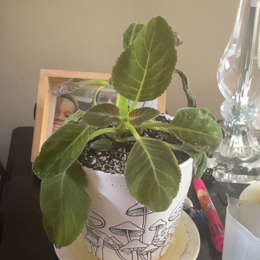 Photo of the plant species Florist's gloxinia by @whe named hill on Greg, the plant care app