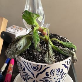 Photo of the plant species Florist's gloxinia by @whe named poll on Greg, the plant care app