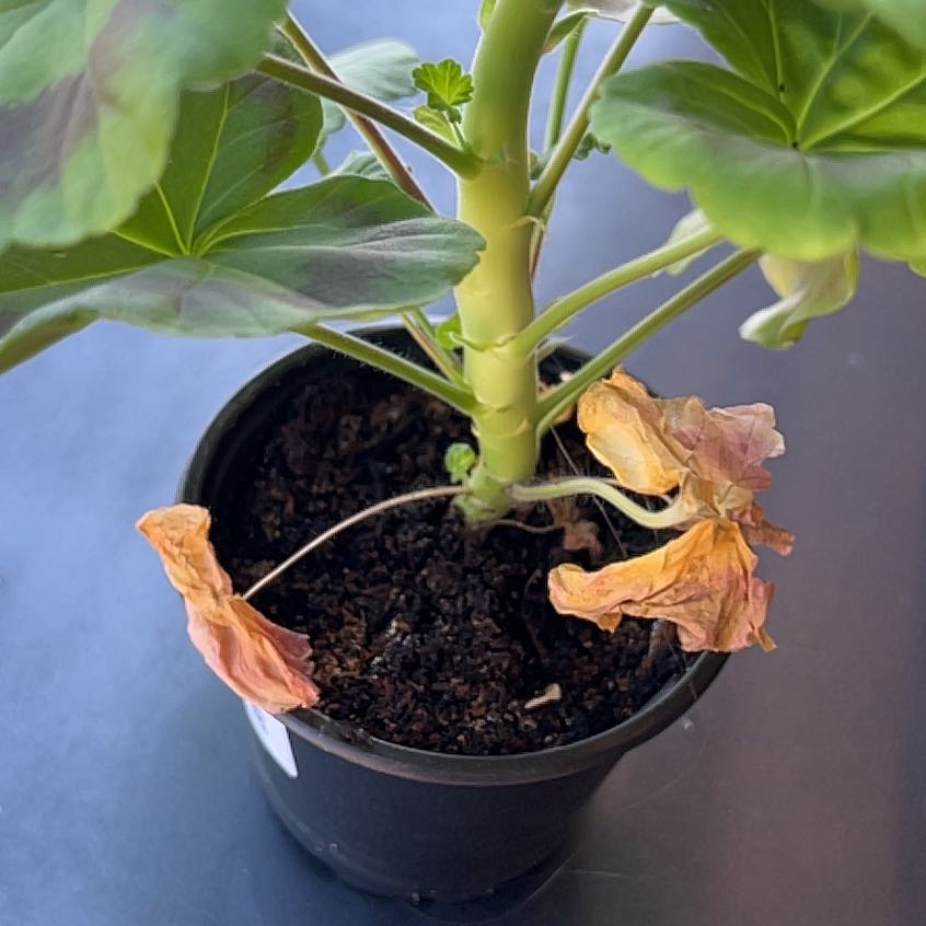 Photo of the plant species Prostrate Pigweed by @PurelyCentro named Xena on Greg, the plant care app