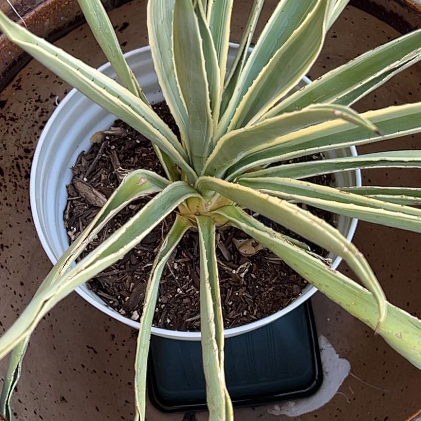 Photo of the plant species Johnsongrass by @PurelyCentro named Anne on Greg, the plant care app