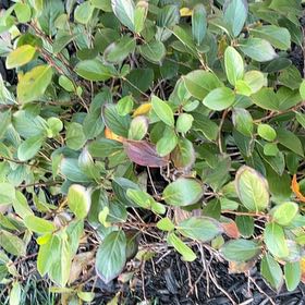 Photo of the plant species Black Chokeberry by @FineCardoon80 named Sanders on Greg, the plant care app