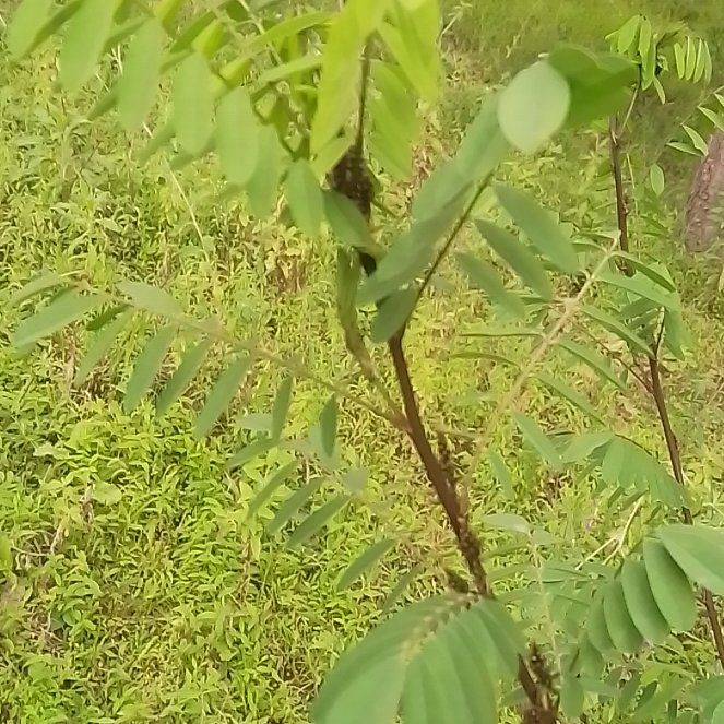 Photo of the plant species False Indigo by @SanguineTawa82 named da Vinci on Greg, the plant care app
