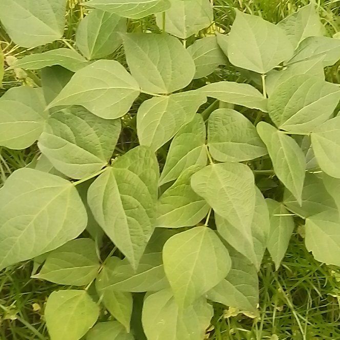 Photo of the plant species American Hogpeanut by @SanguineTawa82 named Nithin on Greg, the plant care app