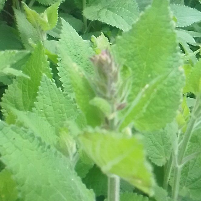 Photo of the plant species Coastal Hedgenettle by @WiredCrowndaisy named Kendall on Greg, the plant care app