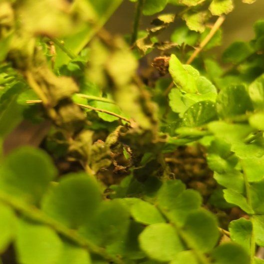 Photo of the plant species Ceterach Officinarum by @DeftJicaro69 named Shakira on Greg, the plant care app
