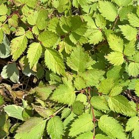 Photo of the plant species Buck's-Beard by @StarFivespot37 named Fernie Saunders on Greg, the plant care app