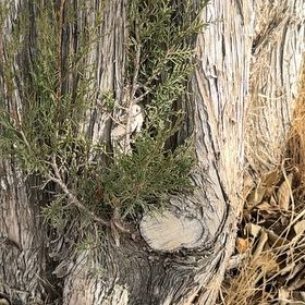 Photo of the plant species Rock Juniper by @ArtisticAlula54 named Pax on Greg, the plant care app