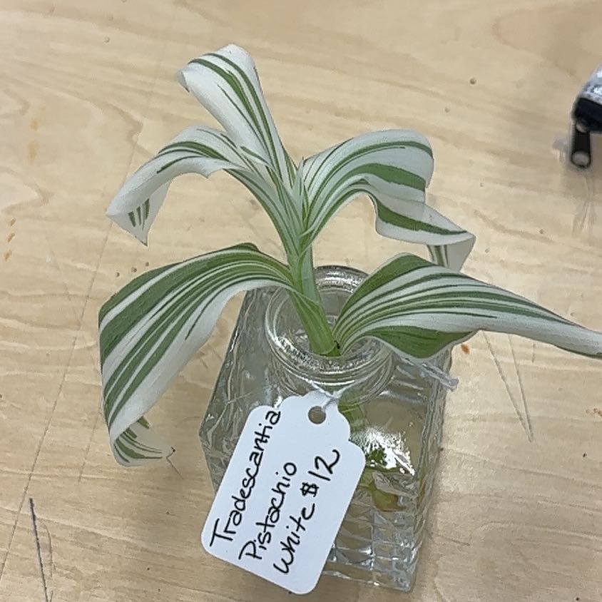 Photo of the plant species Tradescantia Albovittata by @SassyGlueseed15 named Michelle Branch on Greg, the plant care app