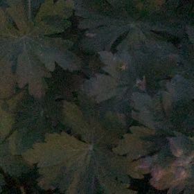 Photo of the plant species Indian Rhubarb by @LucentFeijoa61 named Apollo on Greg, the plant care app