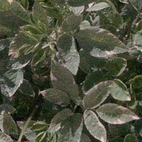 Photo of the plant species Bishop's Goutweed by @LucentFeijoa61 named Sonora on Greg, the plant care app