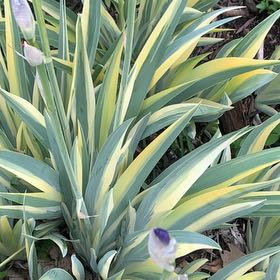 Photo of the plant species Giant Reed by @LucentFeijoa61 named Taylor Swift on Greg, the plant care app