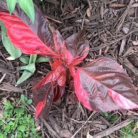 Photo of the plant species Copperleaf by @LucentFeijoa61 named Kardashian on Greg, the plant care app